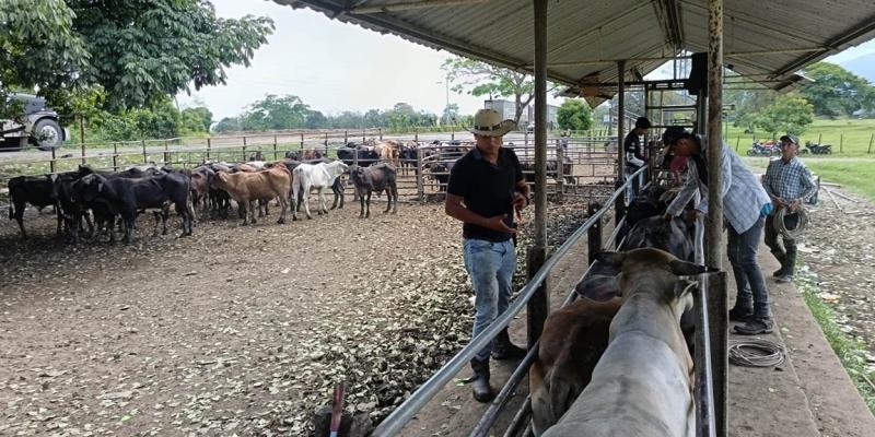 En Izabal refuerzan inspecciones sanitarias en prevención del Gusano Barrenador 