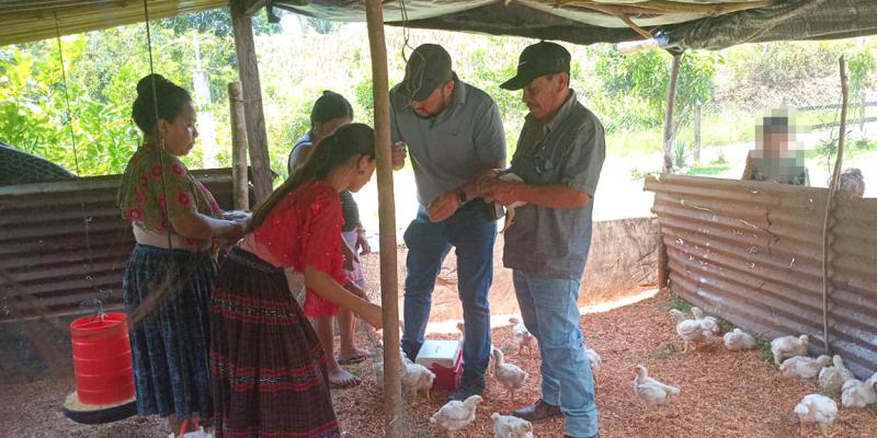 Jornada de vacunación avícola beneficia a comunidades de San Luis