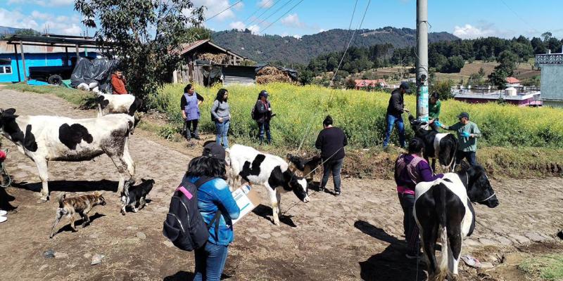 Atienden a 315 bovinos con jornada sanitaria en San Marcos