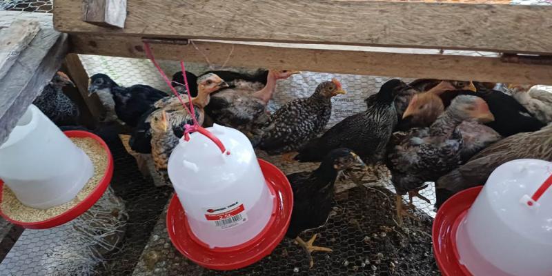 Entrega de incubadora optimiza producción avícola en San Cristóbal Acasaguastlán