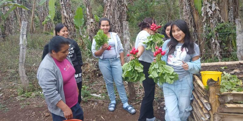 Inician cosecha siembra experimental de rábano que fortalecerá economía de productores
