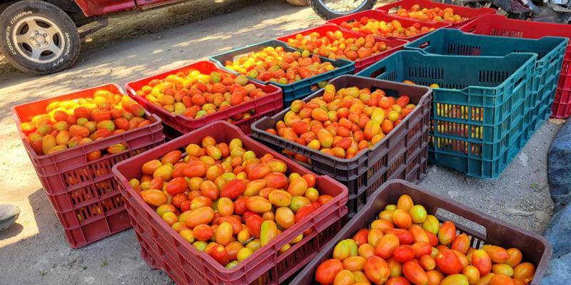 Productores de tomate logran cosecha exitosa tras apoyo técnico especializado