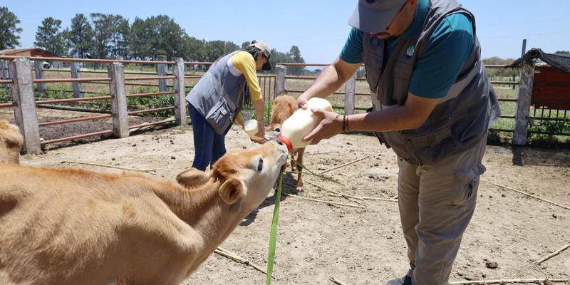 Verifican cumplimiento de medidas y atienden casos en granja de la USAC