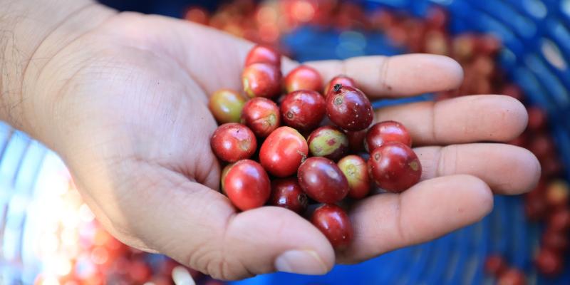 Productores posicionan café guatemalteco en vitrina internacional Coffee Trade 2026