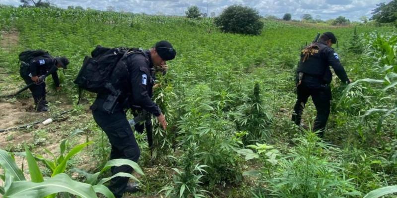 Erradicación de cultivos de marihuana supera los Q39 millones