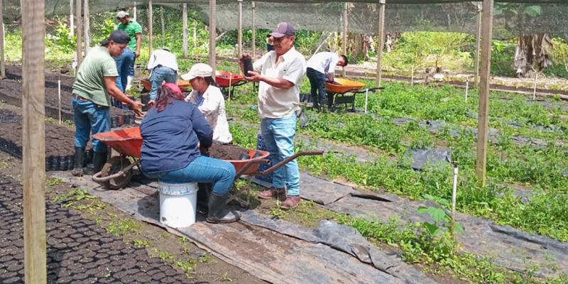 Fortalecen la producción forestal en Petén
