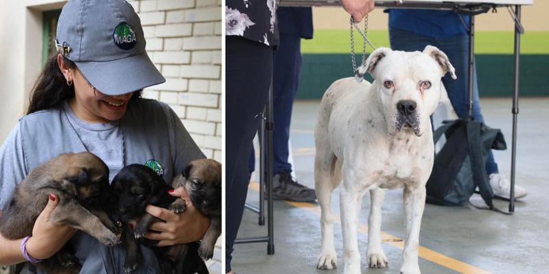 UBA: nueve años promoviendo el bienestar animal