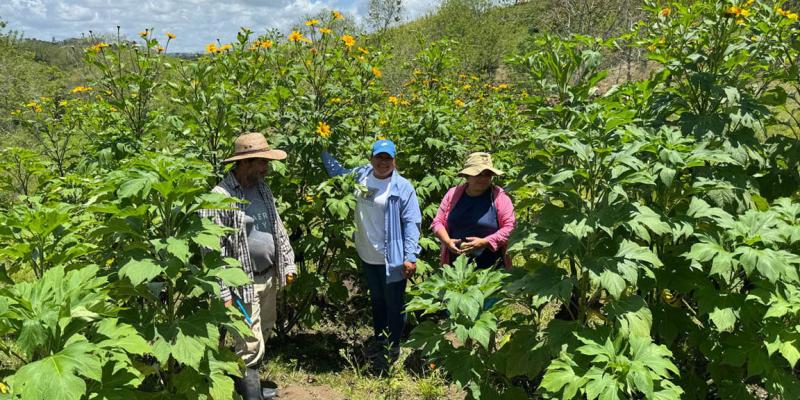 Productores transforman su finca con modelo de ganadería sostenible 