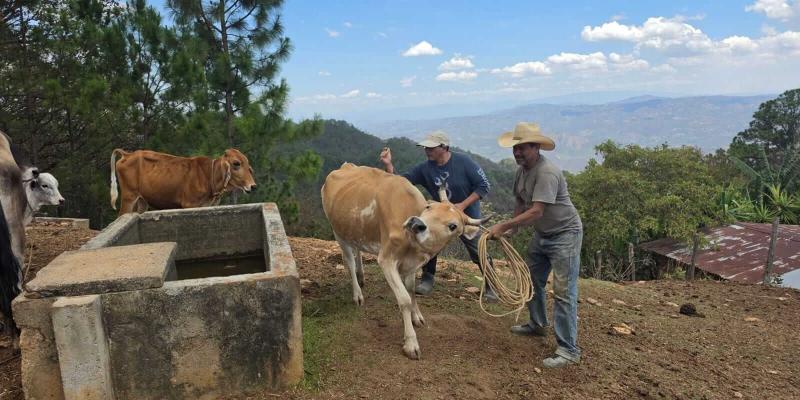 Vacunan a 85 bovinos en prevención de la rabia paralítica
