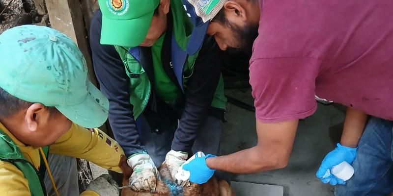 Atienden casos de Gusano Barrenador en caninos