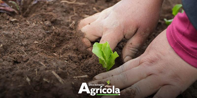 Diccionario Agrícola: Fertilidad del Suelo