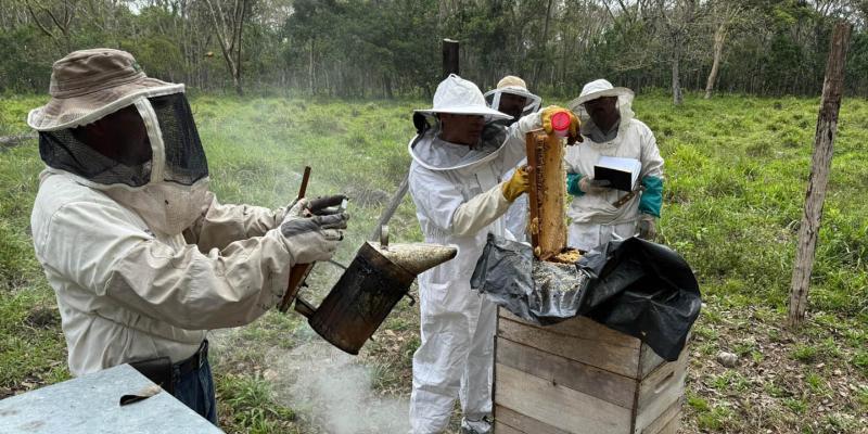 Exportación de miel supera los 79 mil kilogramos en el primer cuatrimestre de 2026