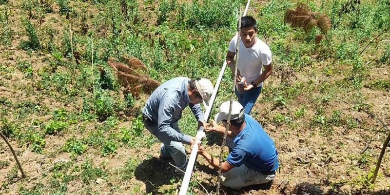 Extensionistas y universitarios tecnifican la producción agrícola en Alta Verapaz