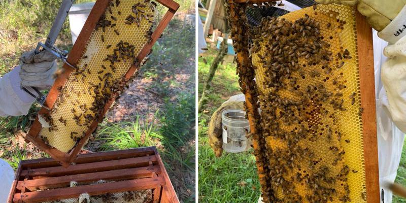 Guatemala conmemora el Día Mundial de las Abejas con crecimiento del sector apícola