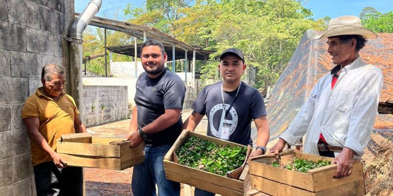 Impulsan el desarrollo cafetalero con la siembra de chapolas