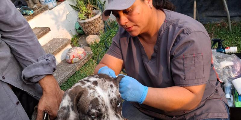 Inspeccionan más de 10 mil animales en prevención del Gusano Barrenador