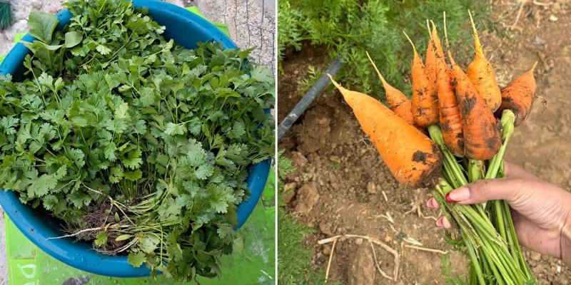 La Feria del Agricultor llevará alegría a Unión Cantinil
