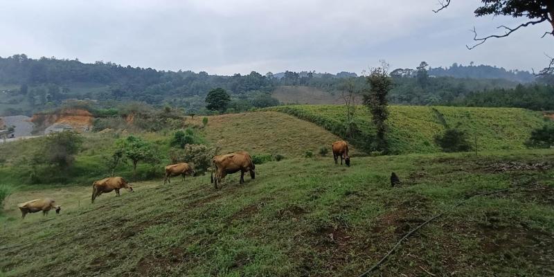 Monitoreo en 266 municipios por riesgo agroclimático