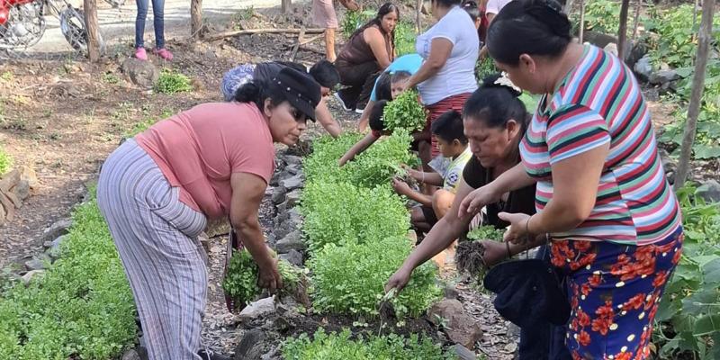 Productores de Baja Verapaz obtienen resultados exitosos con cosechas de huertos locales