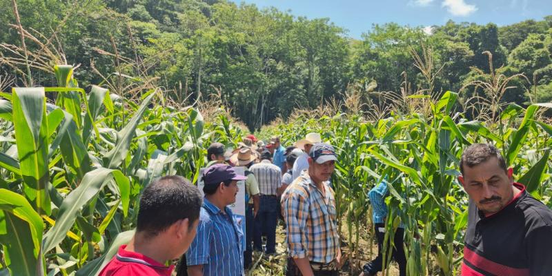Productores de Poptún fortalecen conocimientos de cultivo de maíz