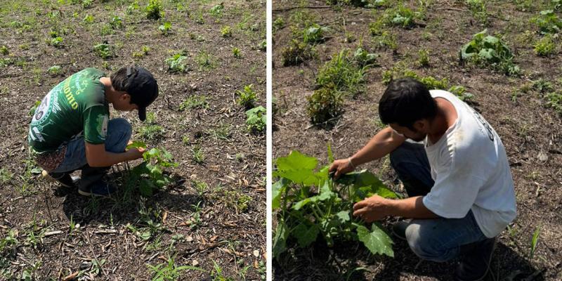 Se brinda asistencia para el manejo del cultivo de pepitoria
