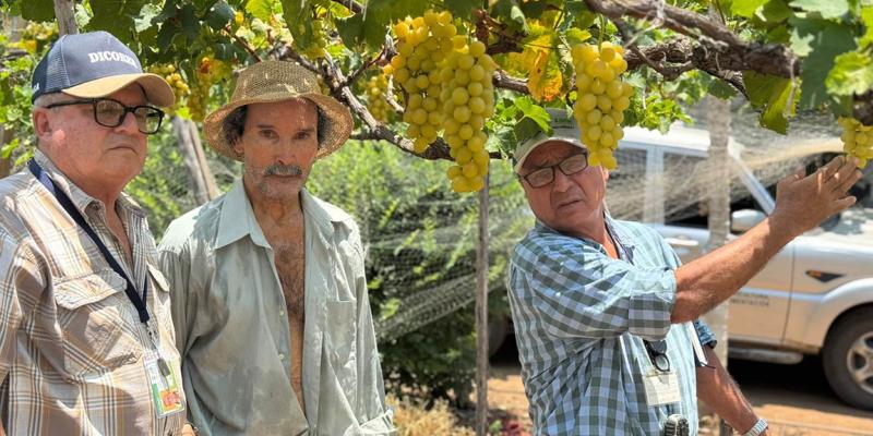 Tecnifican el cultivo de uva en Zacapa mediante el monitoreo y control de plagas