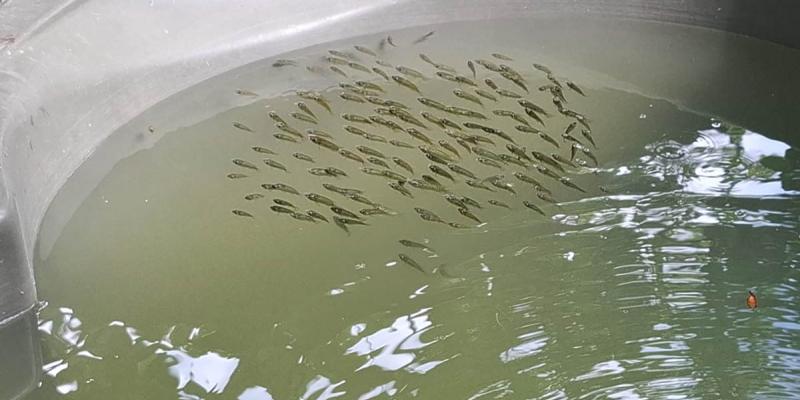 Brindan asistencia técnica para mejorar cultivo de tilapia
