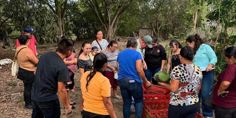 Cosechan alimentos en huerto comunal de Santa Rosa