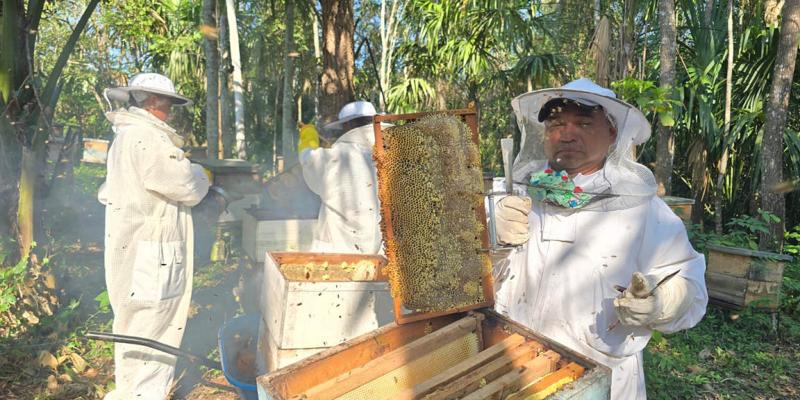 Cosechan más de mil libras de miel en San Andrés