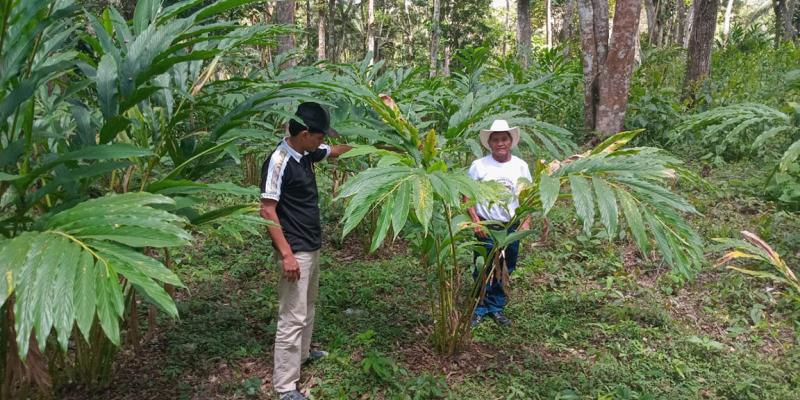 Brindan asistencia a productores de cardamomo en Petén