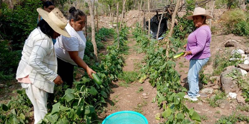 Producción de hortalizas tecnificadas fortalece economía de familias en Zacapa 