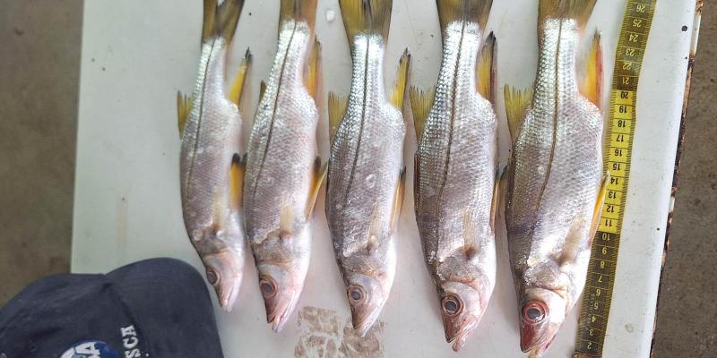 Realizan sexto monitoreo de pesca en el Caribe guatemalteco