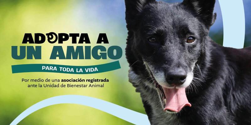 Requisitos para adoptar a un amigo fiel con la UBA