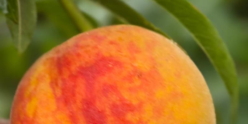 Cultivo de melocotón reporta excelente producción en el valle de Quetzaltenango