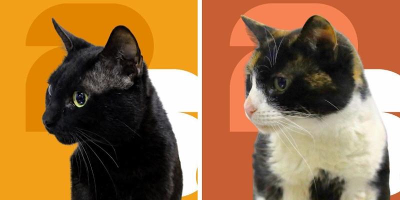 Estos gatitos buscan una familia que les regale amor y un hogar para siempre