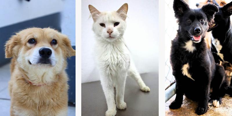 Cuando adoptas, eliges amar y cuidar a lo largo de su vida