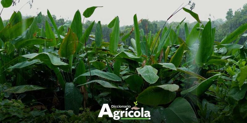 Diccionario Agrícola: Zonas de Recarga Hídrica