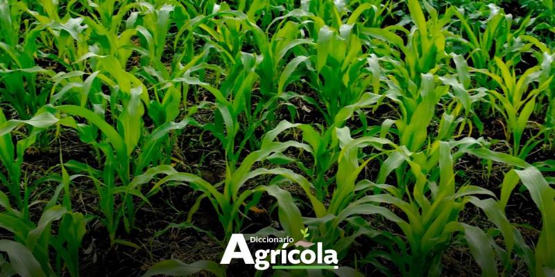 Diccionario Agrícola: Asociación de Cultivos