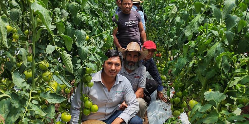 En Tejutla impulsan variedades resistentes en cultivos de tomate 