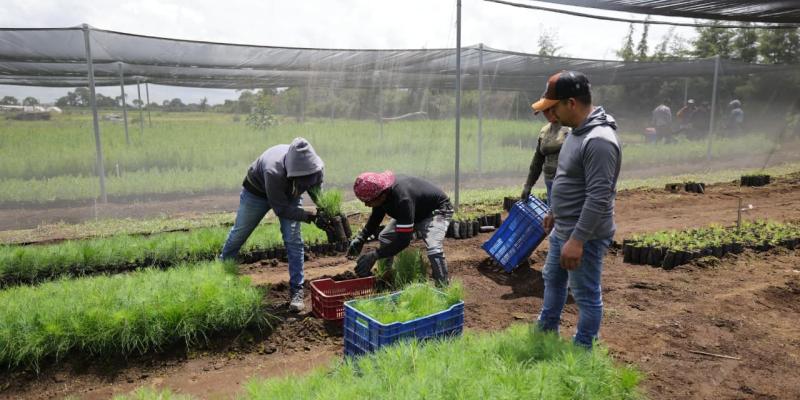 Entrega de plantas forestales fortalece la restauración de cuencas y el desarrollo rural