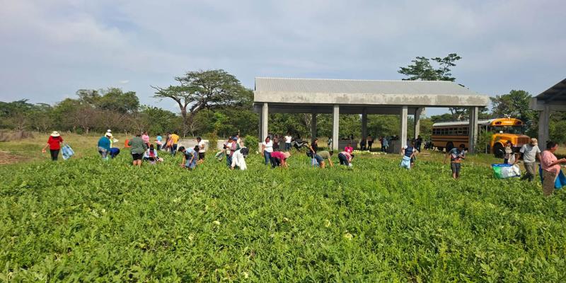 Productores de Santa Rosa abastecen sus hogares con cultivos de ciclo corto
