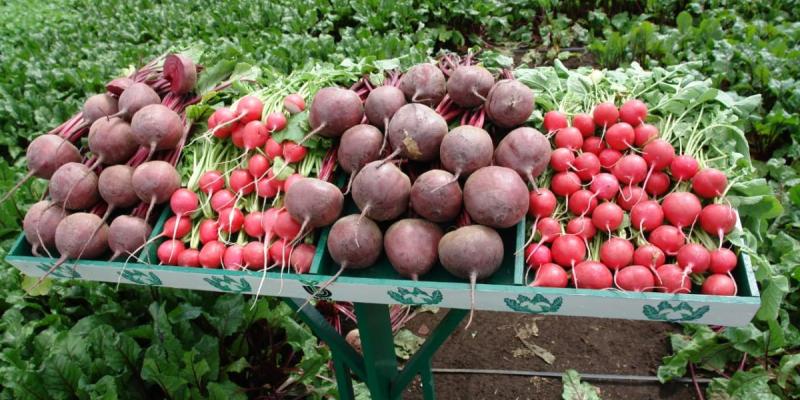 La importancia de las verduras y hortalizas frescas