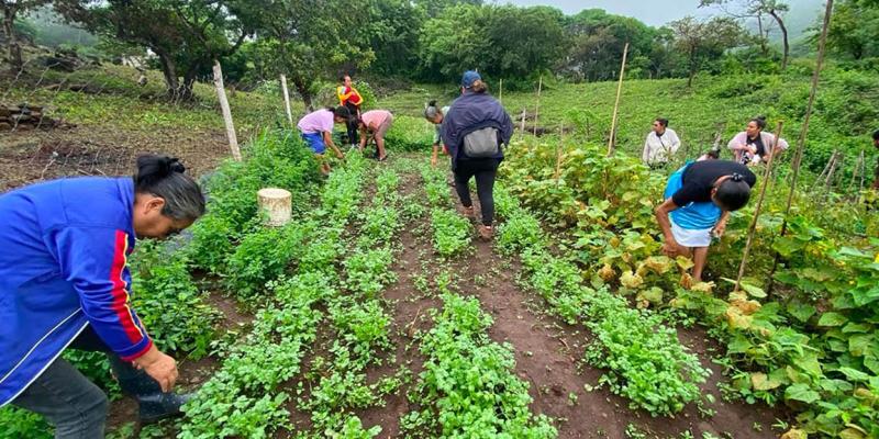 Medidas para reducir el impacto de las altas temperaturas en cultivos y ganado