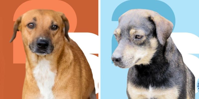 Ellos buscan una familia. Conoce el álbum de perritos en adopción