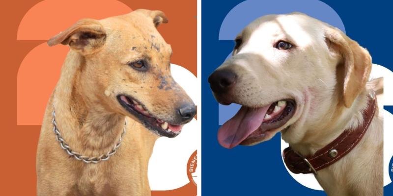 Estos peluditos de buen corazón desean ser su familia