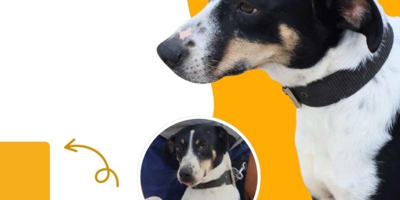 Adopta a un amigo con la UBA