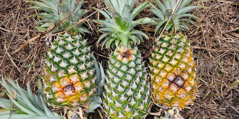 Asistencia técnica fortalece producción de piña en San Francisco, Petén