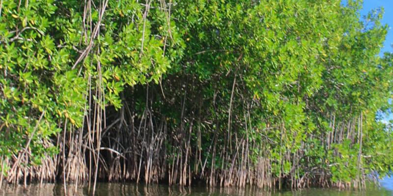 Día Internacional de la Conservación del Ecosistema de Manglares