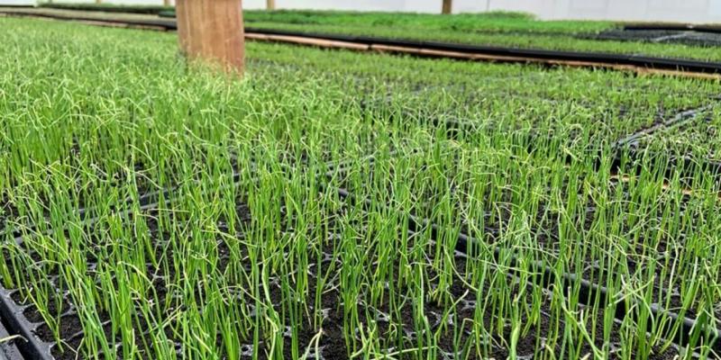 Más de 1.4 millones de hortalizas producidas en la Granja Integral Agropecuaria