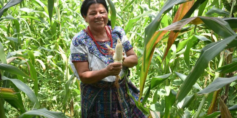 Ante efectos del clima, el Seguro Agropecuario respalda producción de más de 43 mil agricultores